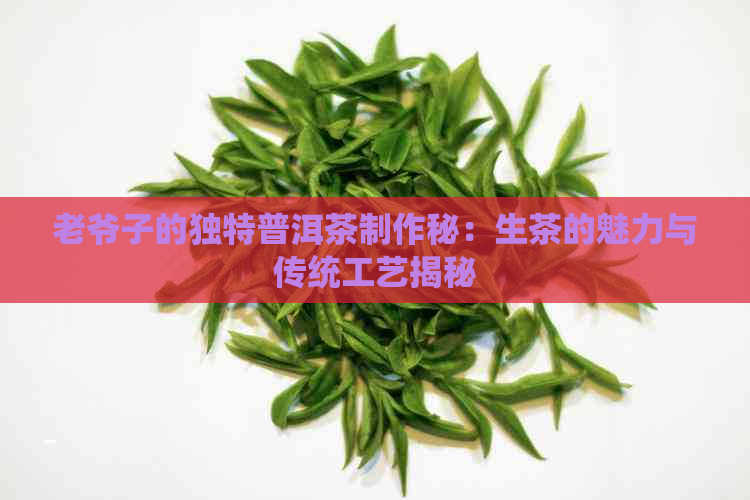 老爷子的独特普洱茶制作秘：生茶的魅力与传统工艺揭秘