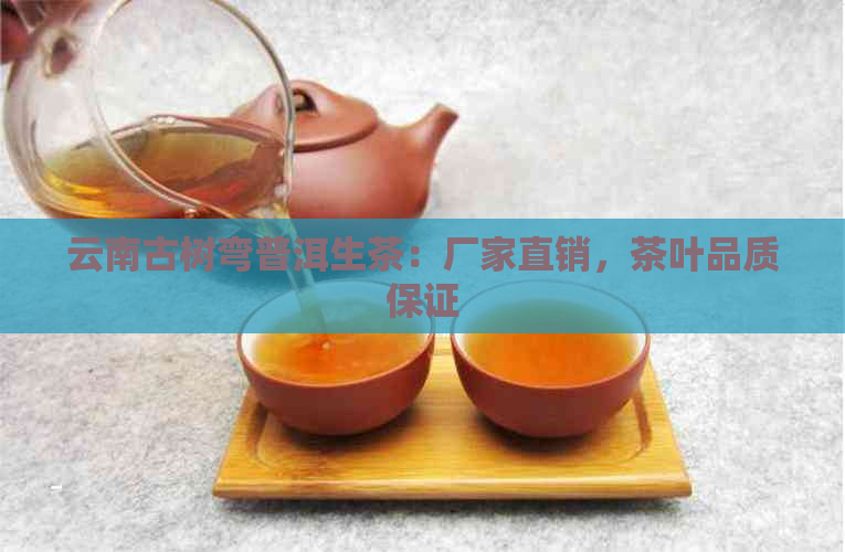 云南古树弯普洱生茶：厂家直销，茶叶品质保证