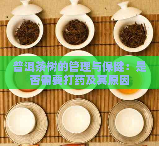 普洱茶树的管理与保健：是否需要打药及其原因