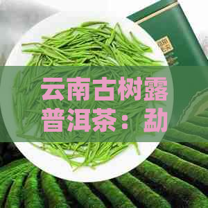 云南古树露普洱茶：勐普独特的韵味与价格探究