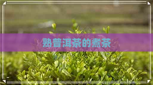 熟普洱茶的煮茶