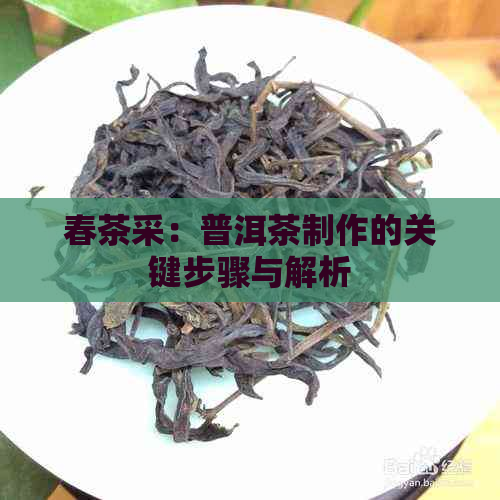 春茶采：普洱茶制作的关键步骤与解析