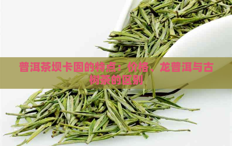 普洱茶坝卡囡的特点：价格、龙普洱与古树茶的区别