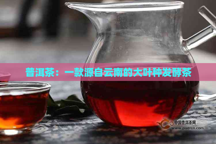 普洱茶：一款源自云南的大叶种发酵茶