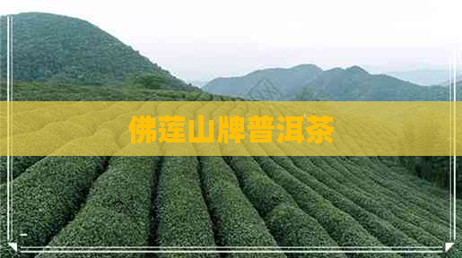 佛莲山牌普洱茶