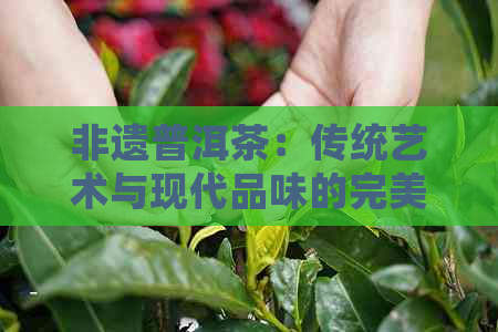 非遗普洱茶：传统艺术与现代品味的完美结合