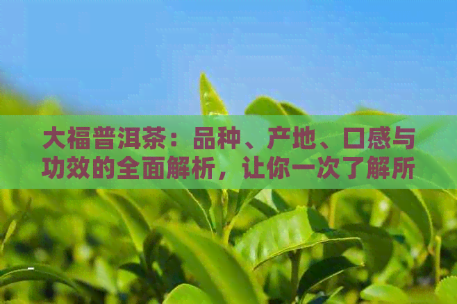 大福普洱茶：品种、产地、口感与功效的全面解析，让你一次了解所有信息