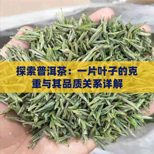 探索普洱茶：一片叶子的克重与其品质关系详解