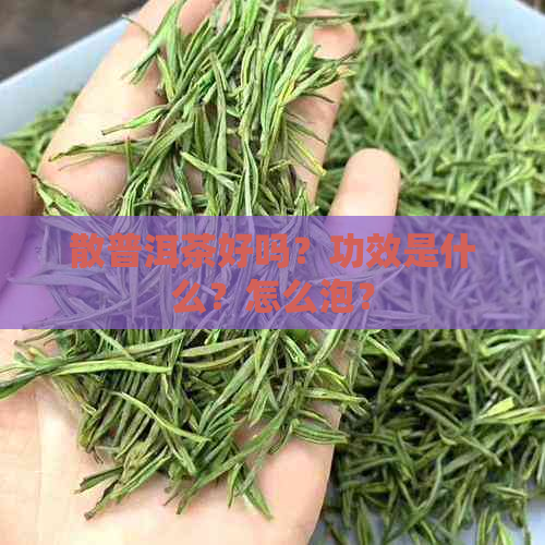 散普洱茶好吗？功效是什么？怎么泡？