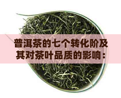 普洱茶的七个转化阶及其对茶叶品质的影响：从叶到熟茶的全过程解析