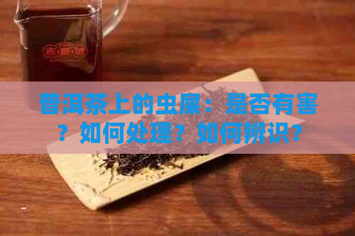 普洱茶上的虫屎：是否有害？如何处理？如何辨识？