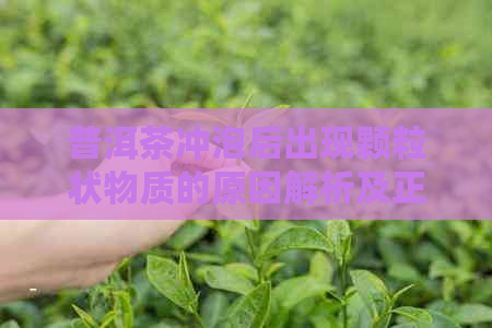 普洱茶冲泡后出现颗粒状物质的原因解析及正常冲泡方法