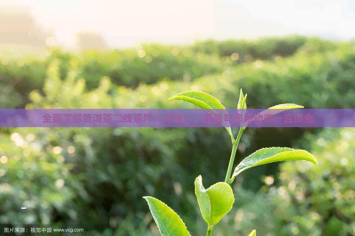 全面了解普洱茶二线茶厂：产地、、质量与市场动态一应俱全