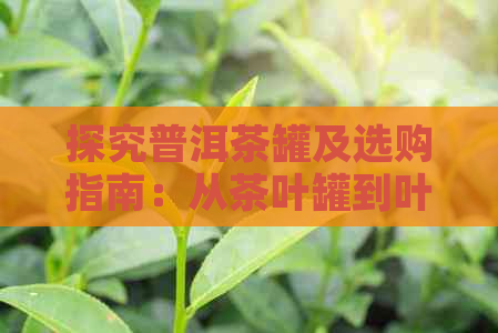 探究普洱茶罐及选购指南：从茶叶罐到叶罐，哪个更适合你？