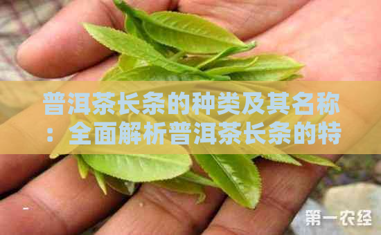 普洱茶长条的种类及其名称：全面解析普洱茶长条的特点与制作工艺