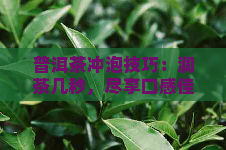 普洱茶冲泡技巧：润茶几秒，尽享口感佳茗