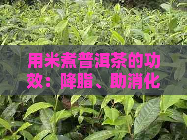 用米煮普洱茶的功效：降脂、助消化、抗氧化、减肥、抗衰老