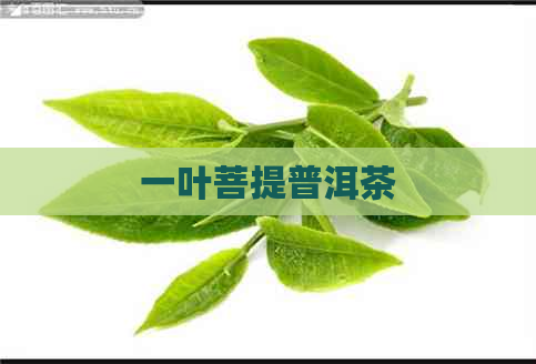 一叶菩提普洱茶