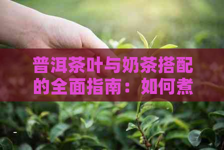 普洱茶叶与奶茶搭配的全面指南：如何煮出美味的奶茶？