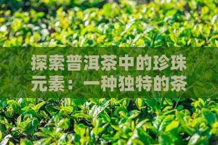 探索普洱茶中的珍珠元素：一种独特的茶叶体验