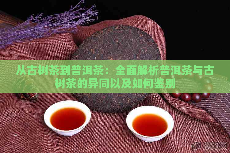 从古树茶到普洱茶：全面解析普洱茶与古树茶的异同以及如何鉴别