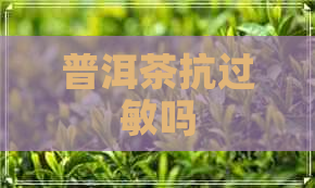 普洱茶抗过敏吗