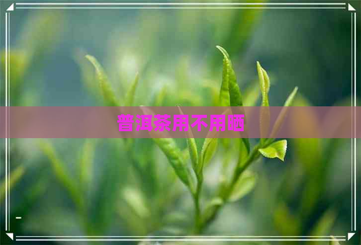 普洱茶用不用晒