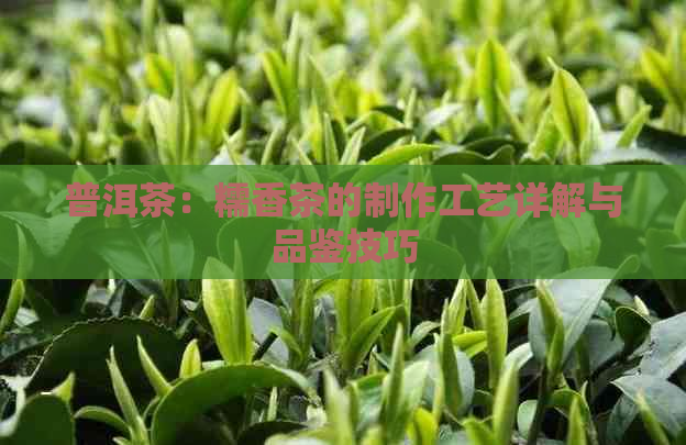 普洱茶：糯香茶的制作工艺详解与品鉴技巧