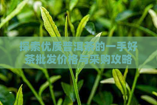 探索优质普洱茶的一手好茶批发价格与采购攻略