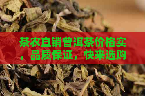 茶农直销普洱茶价格实，品质保证，快来选购！