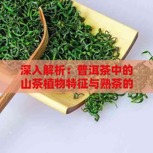 深入解析：普洱茶中的山茶植物特征与熟茶的独特魅力