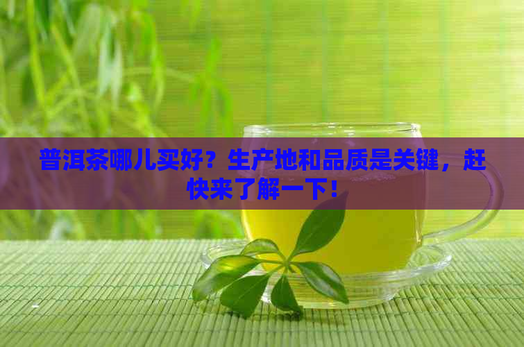 普洱茶哪儿买好？生产地和品质是关键，赶快来了解一下！