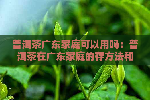 普洱茶广东家庭可以用吗：普洱茶在广东家庭的存方法和安全性