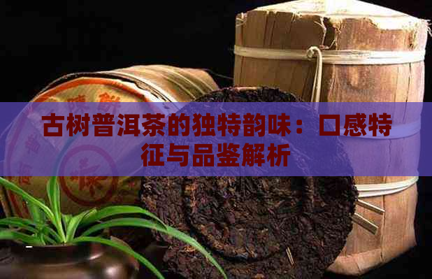 古树普洱茶的独特韵味：口感特征与品鉴解析