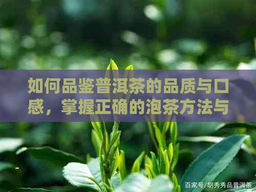 如何品鉴普洱茶的品质与口感，掌握正确的泡茶方法与注意事项