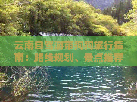 云南自驾游带狗狗旅行指南：路线规划、景点推荐、住宿及必备物品全解析