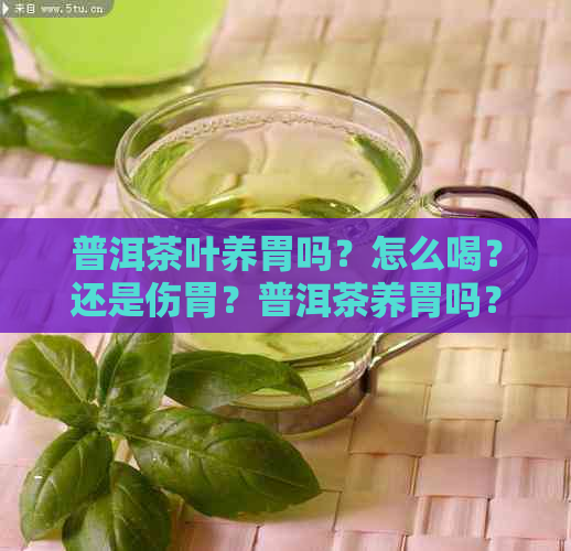 普洱茶叶养胃吗？怎么喝？还是伤胃？普洱茶养胃吗？普洱茶养肠胃吗？