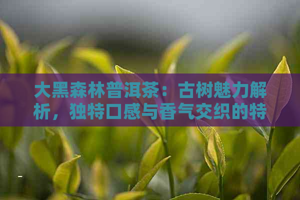 大黑森林普洱茶：古树魅力解析，独特口感与香气交织的特点