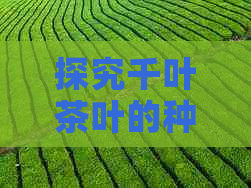 探究千叶茶叶的种类与价格：从普洱茶到其他品种的市场解析