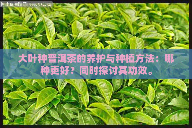 大叶种普洱茶的养护与种植方法：哪种更好？同时探讨其功效。