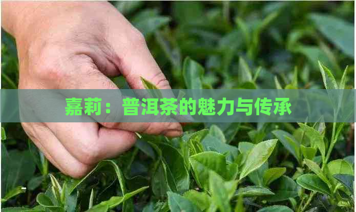 嘉莉：普洱茶的魅力与传承