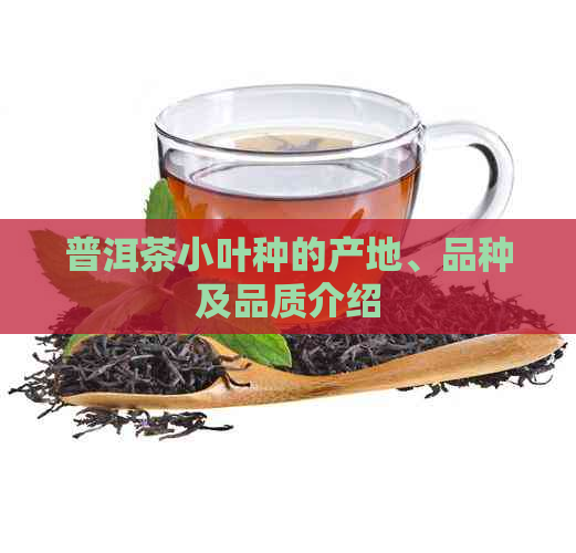 普洱茶小叶种的产地、品种及品质介绍