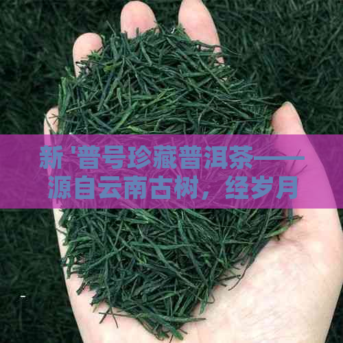 新 '普号珍藏普洱茶——源自云南古树，经岁月陈化的独特韵味'