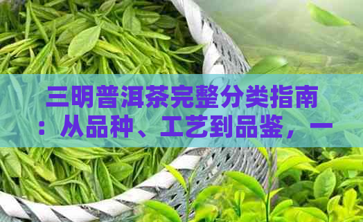 三明普洱茶完整分类指南：从品种、工艺到品鉴，一文解析所有你想知道的！