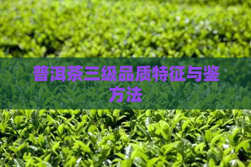 普洱茶三级品质特征与鉴方法