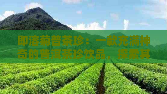 即溶菊普茶珍：一款充满神奇的普洱茶珍饮品，探索其独特功效