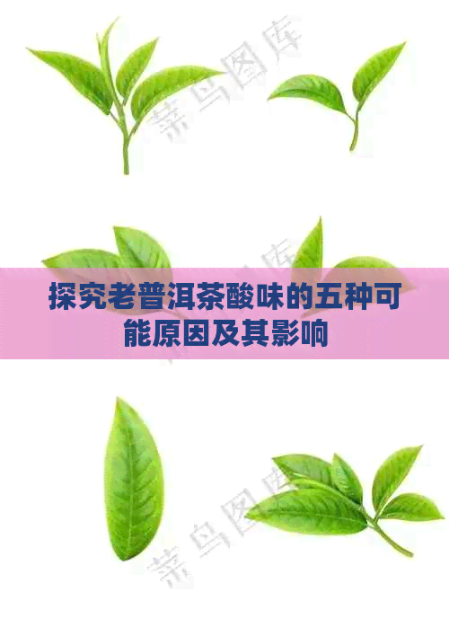 探究老普洱茶酸味的五种可能原因及其影响