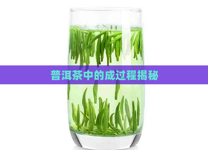 普洱茶中的成过程揭秘