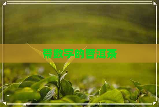 带数字的普洱茶