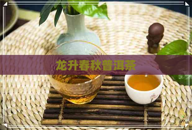 龙升春秋普洱茶